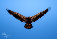 Birds of Lake Casitas